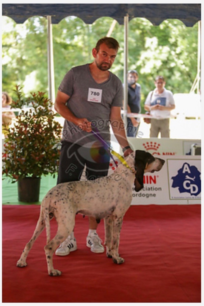 Des Hurleurs Des Feytauds - Exposition Canine Internationale de BOULAZAC 