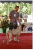  - Exposition Canine Internationale de BOULAZAC 